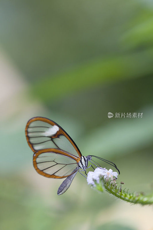 清翼蝶(Greta oto)